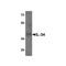 ProSci 4779 IL-34 Antibody