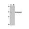 ProSci 4805 Akirin2 Antibody