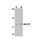 ProSci 4809 S1P1 Antibody