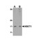 ProSci 4815 HINT1 Antibody