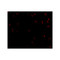 ProSci 4837 Integrin alpha 4 Antibody