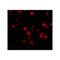 ProSci 4851 Spred3 Antibody