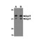 ProSci 4865 Aipl1 Antibody