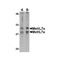 ProSci 4889 MettL7A Antibody