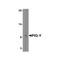 ProSci 4945 PIG-Y Antibody
