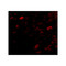 ProSci 4947 NIPSNAP3A Antibody
