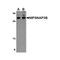 ProSci 4957 NIPSNAP3B Antibody