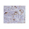 ProSci PM-2348 DC-SIGN Antibody