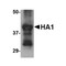 ProSci PM-4669 Hemagglutinin Antibody