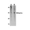 ProSci PM-4717 Hax1a Antibody