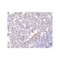 ProSci PM-4847 MD-2 Antibody