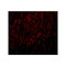 ProSci PM-4911 ORAI3 Antibody