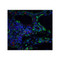 ProSci PM-4911 ORAI3 Antibody