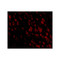 ProSci PM-5177 PD-1 Antibody