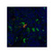 ProSci PM-5203 CD4 Antibody