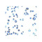 ProSci PM-7213 ERGIC53 Monoclonal Antibody