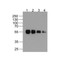 ProSci PM-7657-biotin DDDDK Antibody