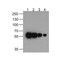 ProSci PM-7663 HAT-tag Antibody