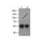 ProSci PM-7663 HAT-tag Antibody
