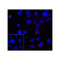 ProSci RF16001 PD1 Antibody
