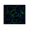 ProSci RF16004 PD1 Antibody