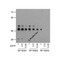 ProSci RF16003 PD1 Antibody
