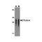 ProSci RF16011 CTLA4 Antibody
