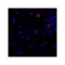 ProSci RF16012 CTLA4 Antibody