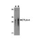 ProSci RF16013 CTLA4 Antibody