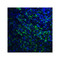 ProSci RF16021 PDL2 Antibody