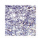 ProSci RF16021 PDL2 Antibody