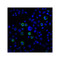 ProSci RF16025 PDL2 Antibody