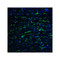 ProSci RF16025 PDL2 Antibody