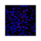 ProSci RF16032 PDL1 Antibody