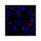 ProSci RF16032 PDL1 Antibody