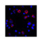 ProSci RF16036 PDL1 Antibody