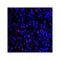 ProSci RF16038 PDL1 Antibody