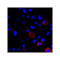 ProSci RF16041 CD80 Antibody