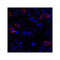 ProSci RF16042 CD80 Antibody
