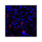 ProSci RF16045 CD80 Antibody