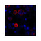 ProSci RF16046 CD80 Antibody