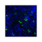ProSci RF16061 LIGHT Antibody