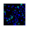 ProSci RF16062 LIGHT Antibody