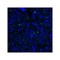 ProSci RF16062 LIGHT Antibody