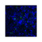 ProSci RF16063 LIGHT Antibody