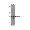 ProSci RF16064 LIGHT Antibody