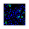 ProSci RF16064 LIGHT Antibody