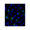 ProSci RF16089 LAG3 Antibody