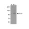 ProSci RF16091 B7H3 Antibody