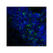 ProSci RF16094 B7H3 Antibody